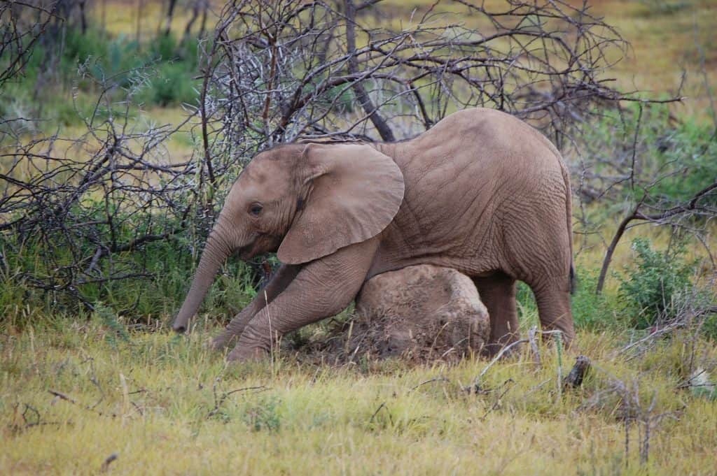 cute baby elephant rubbing its belly against a rock