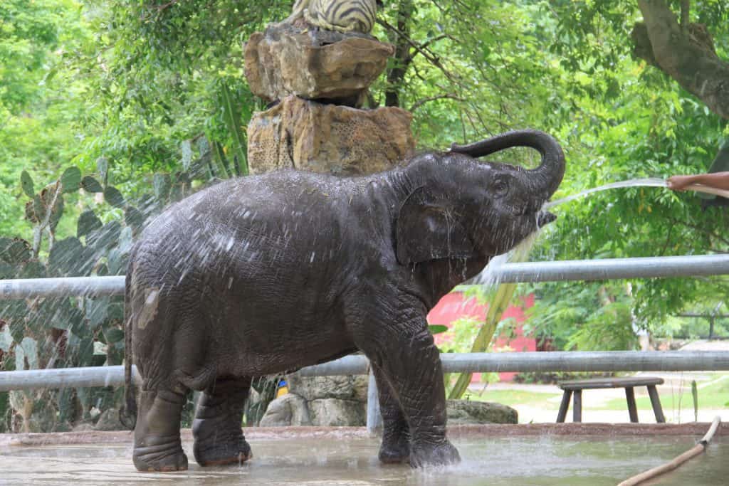 baby elephant calf enjoying a cooling water spray from a hose in an enclosure