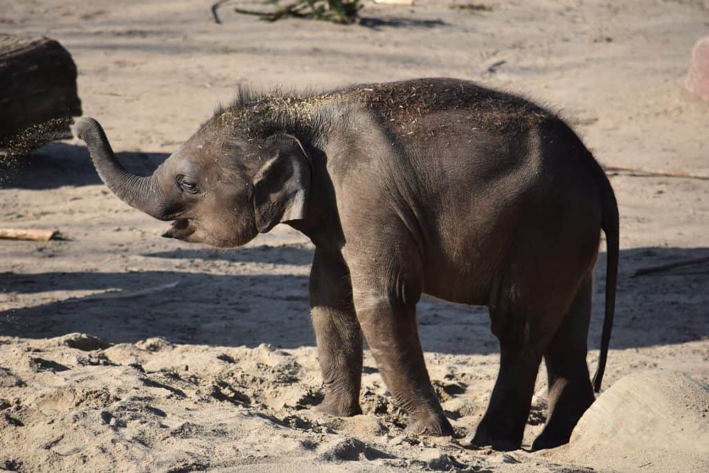 cute baby elephant calf playing in snad