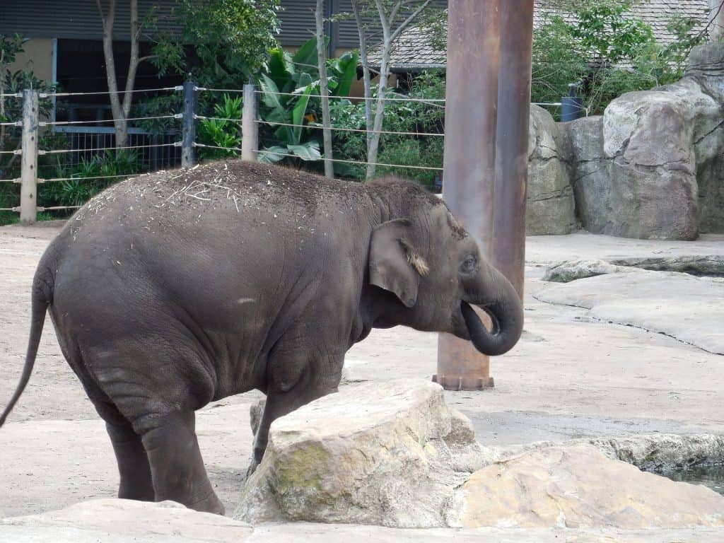 baby elephant calf in enclosure eating near some decorative rocks