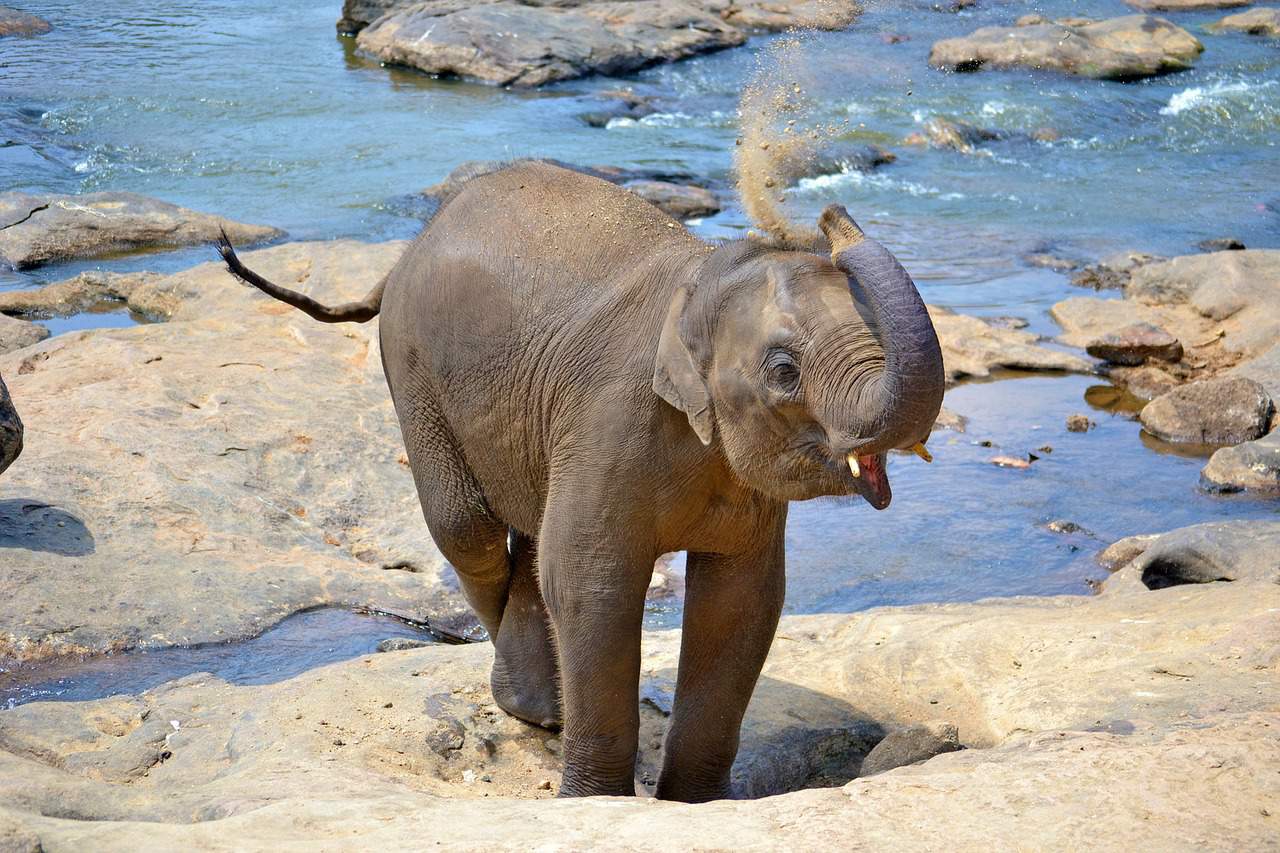 cute baby elephant calf near a river throwing dirt onto its back with trunk