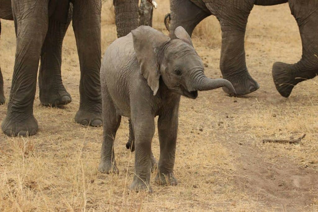 cute young elephant raising its trunk trumpeting