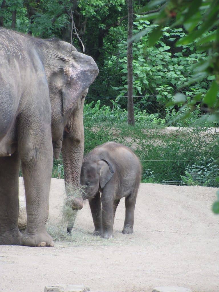 baby elephant calf eating grass with mother in zoo