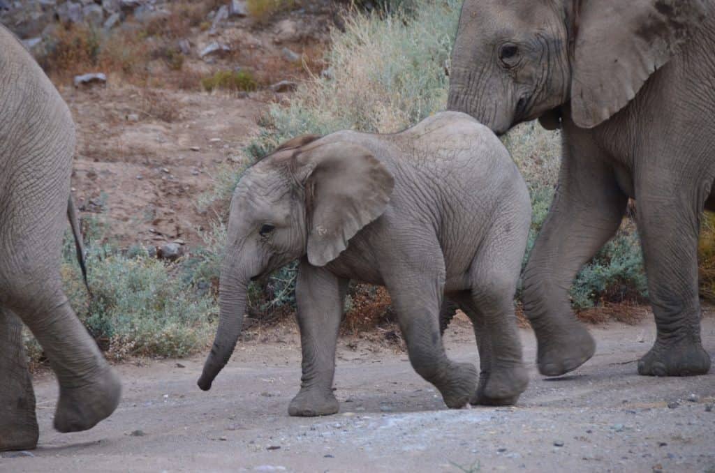 baby elephant calf walking along dirt road with two other members of its herd