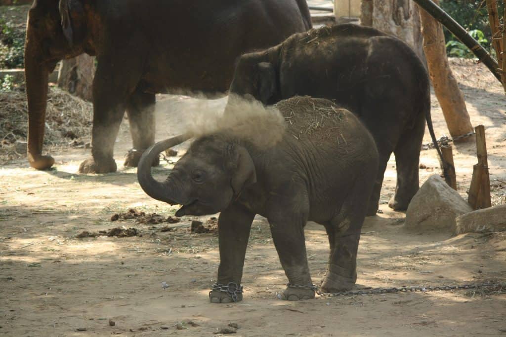 Baby Elephant Bathing Himself