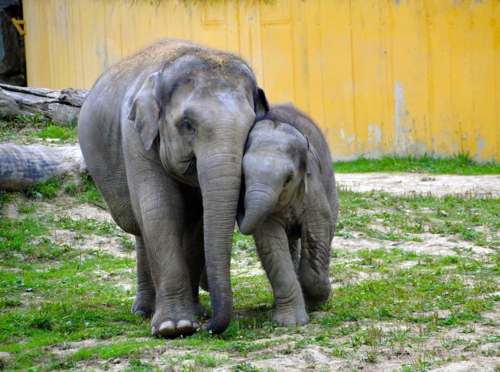 cute baby elephant nuzzling older elephant