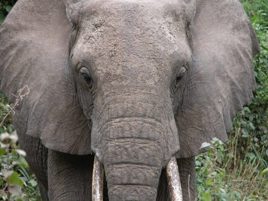 Close up of Elephant Ears and Face