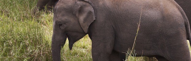 Elephant Conservation Efforts