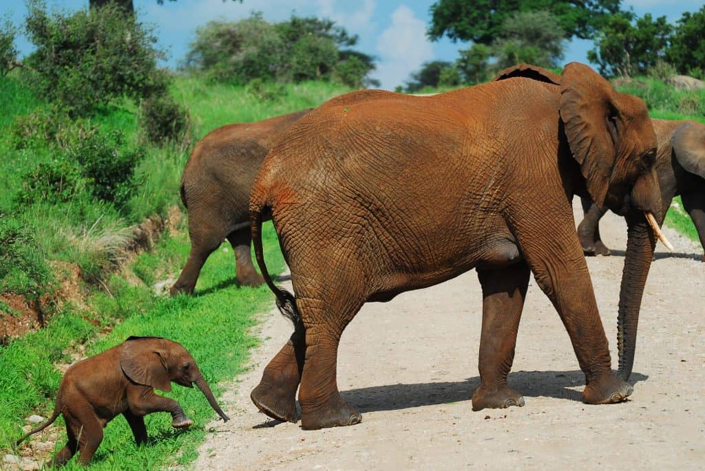 very small and young baby elephant calf covered in mud following the rest of its herd who are also covered in mud