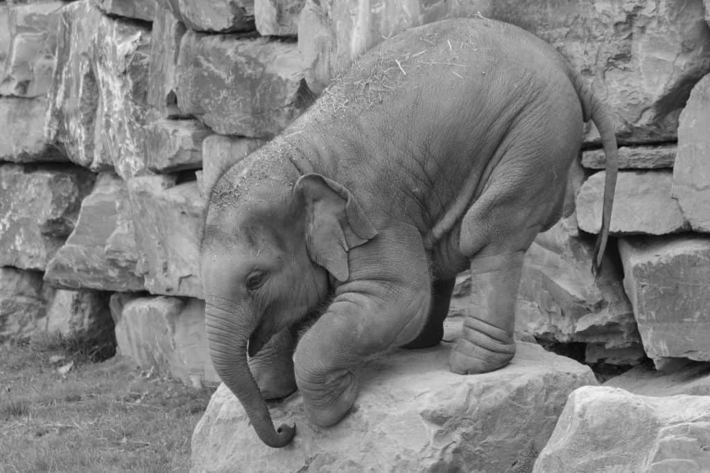 cute and playful baby elephant calf attempting to jump off of rock