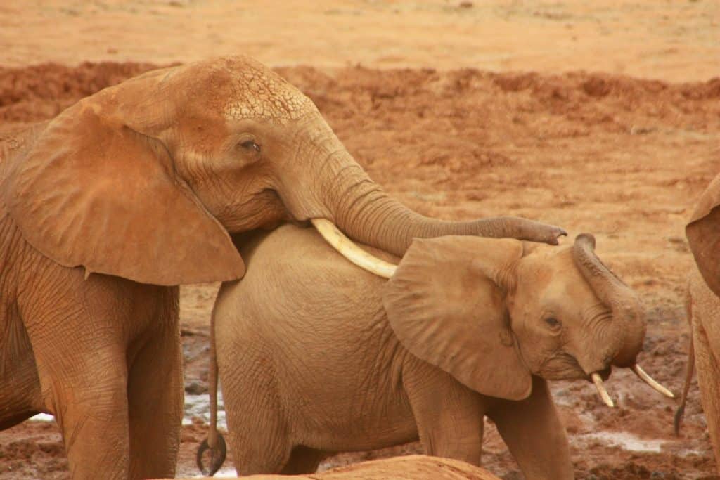 Older elephant cutely resting trunk on top of smaller baby elephant calf