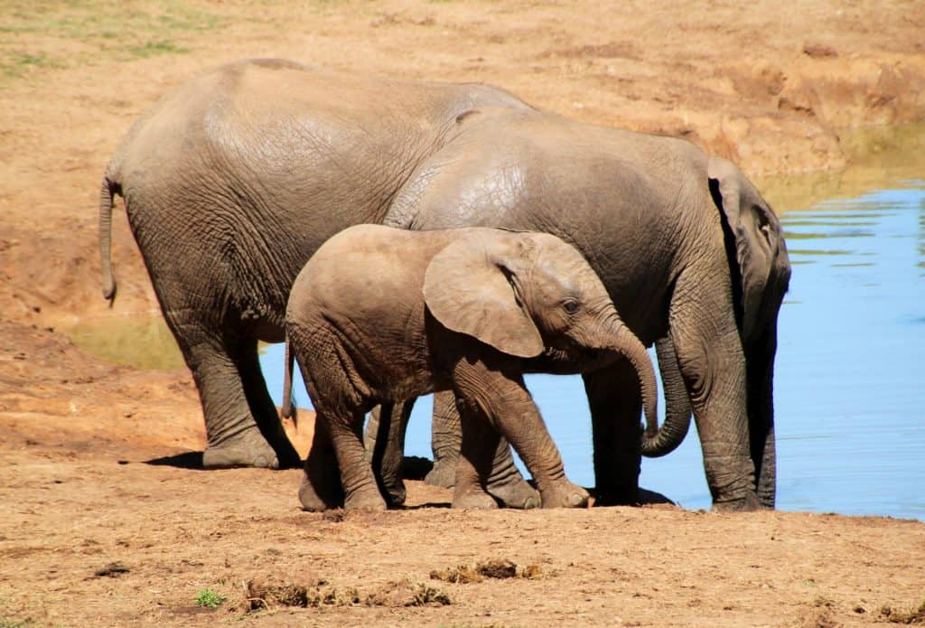 baby elephant calf hovering near water hole with two other older elephants from herd