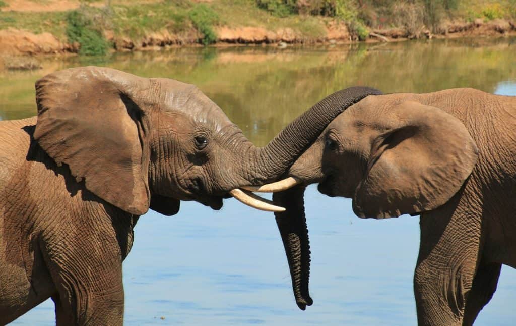 Elephants Greeting Each Other By Twining Their Trunks Together