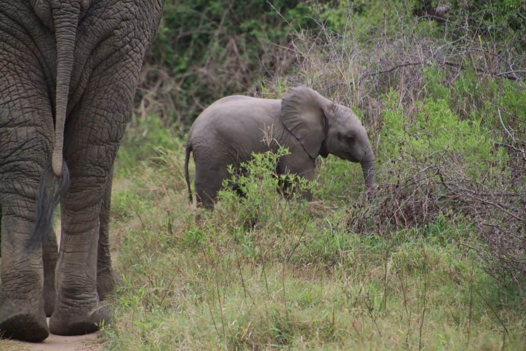 baby elephant calf foraging in bushes