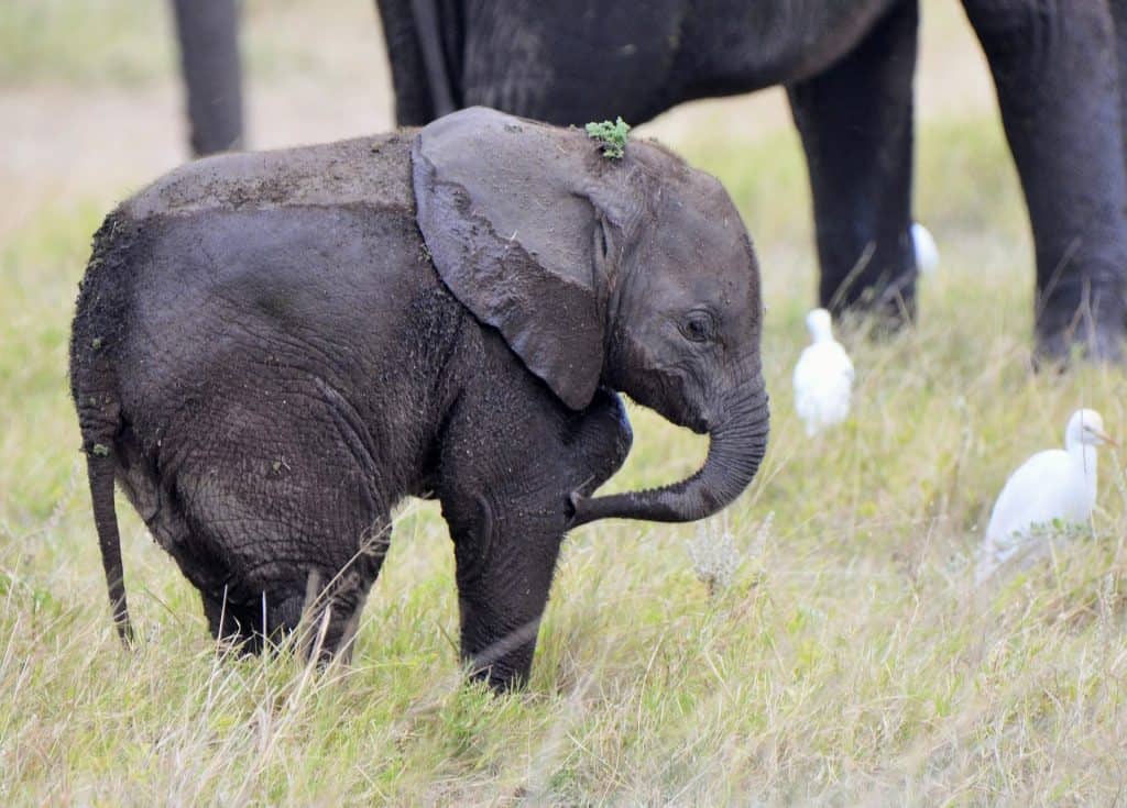 cute baby elephant half covered in water after bathing and surrounded by white birds