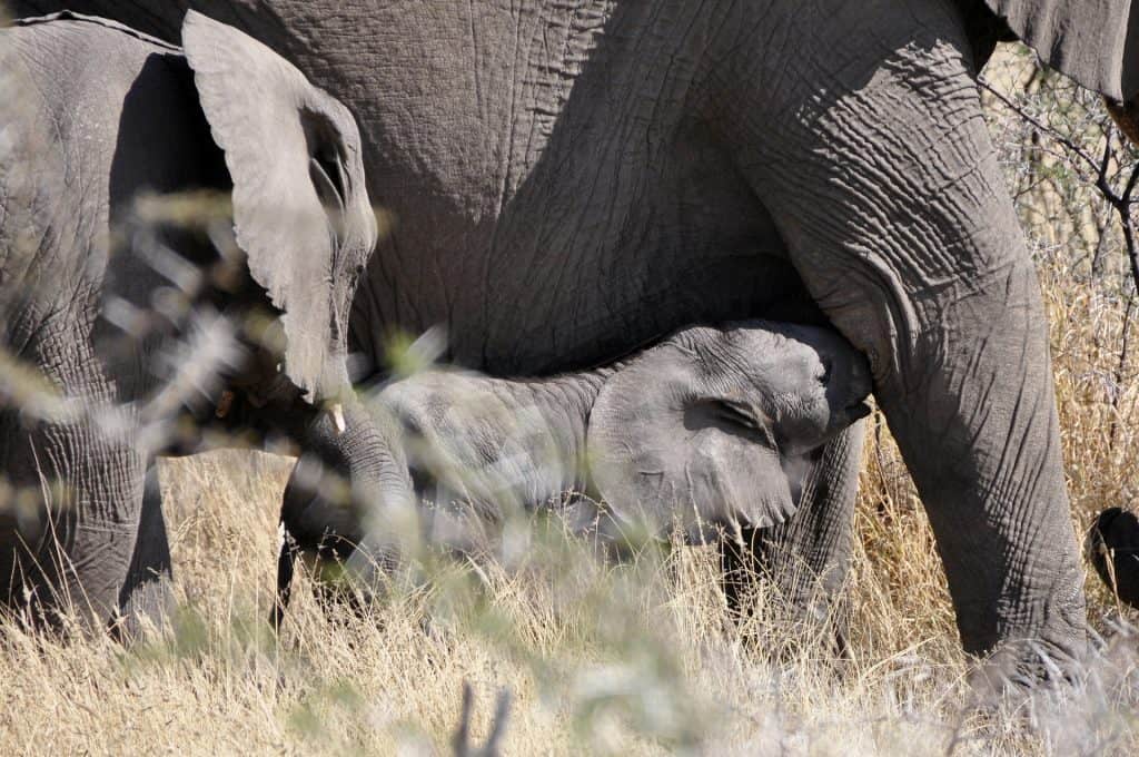 baby elephant calf nuzzling underneath mother elephant as part of herd