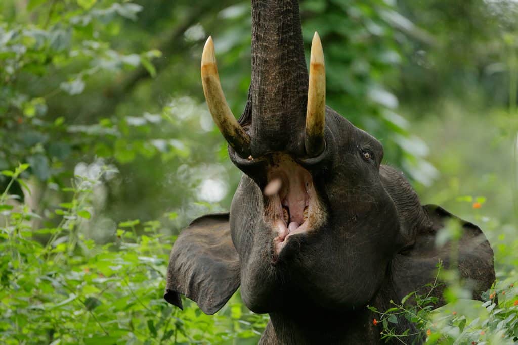 A close up of elephant teeth and mouth