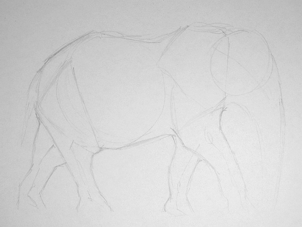 Elephant Drawing Step 1