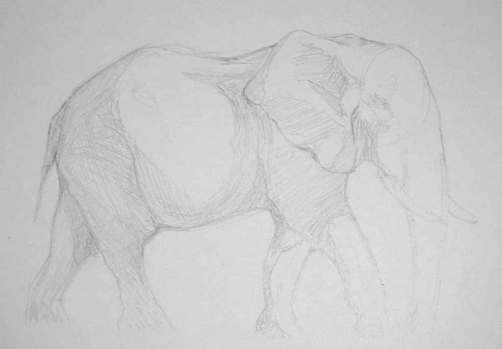 Elephant Drawing Step 3