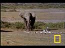 elefantes_de_luto_video