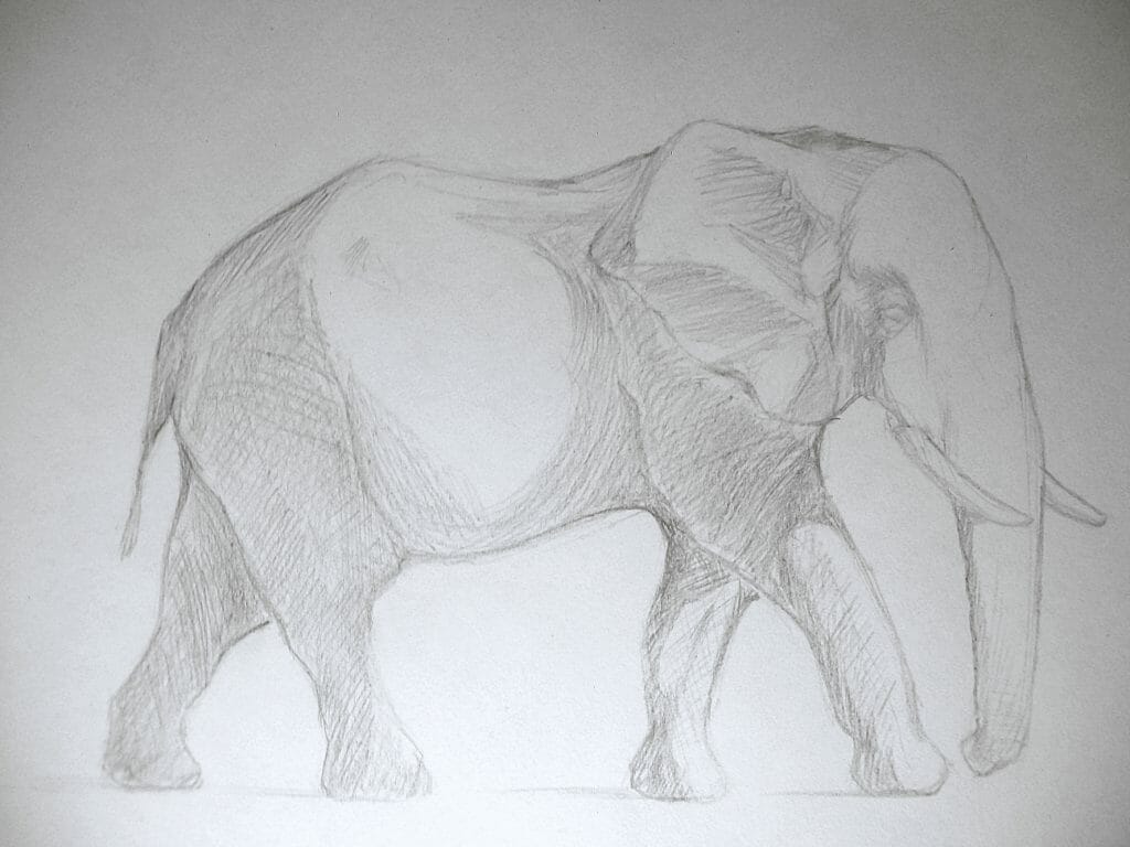 How To Draw A Realistic Elephant