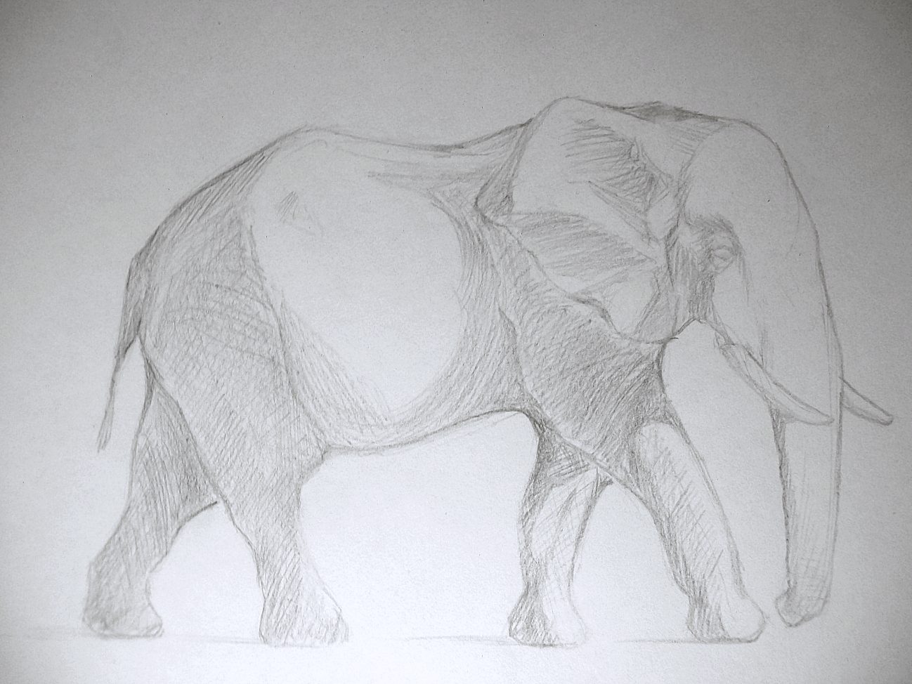 How To Easily Draw A Realistic Elephant - Elephant-World