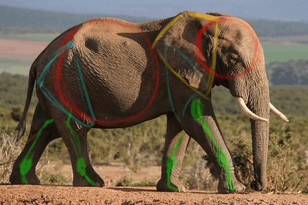 How To Easily Draw A Realistic Elephant - Elephant-World