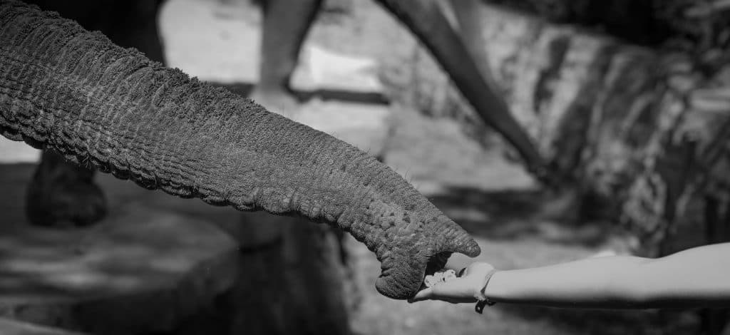 Black and White Image of someone hand feeding an elephant trunk