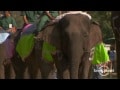 festival_del_elefante_en_Laos_video