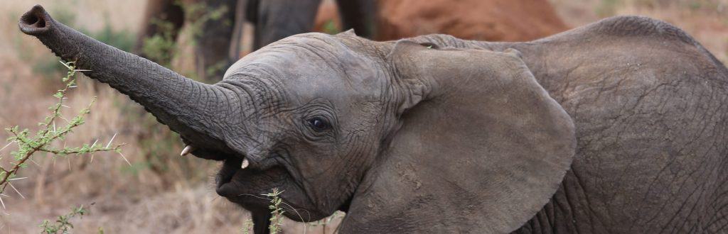 cutest baby elephant trumpeting