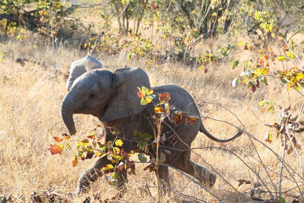 cute baby elephant calf running playfully