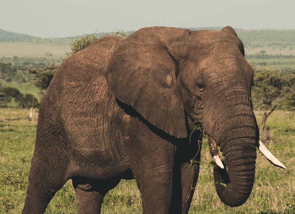 African Elephant Grazing