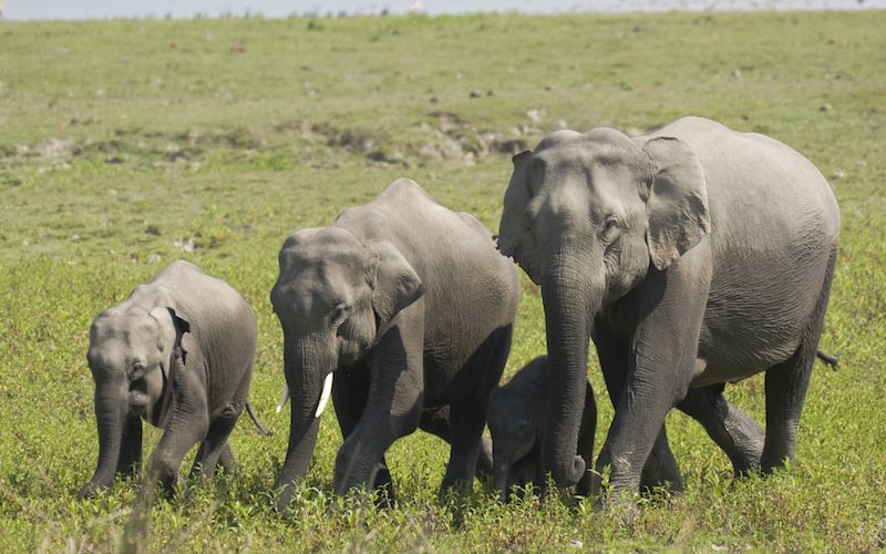 Hábitos reproductivos del elefante asiático.