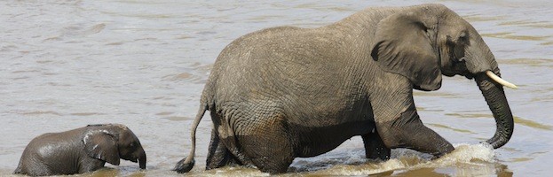 Elephant Reproduction