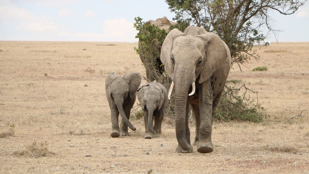 two baby elephants following parent