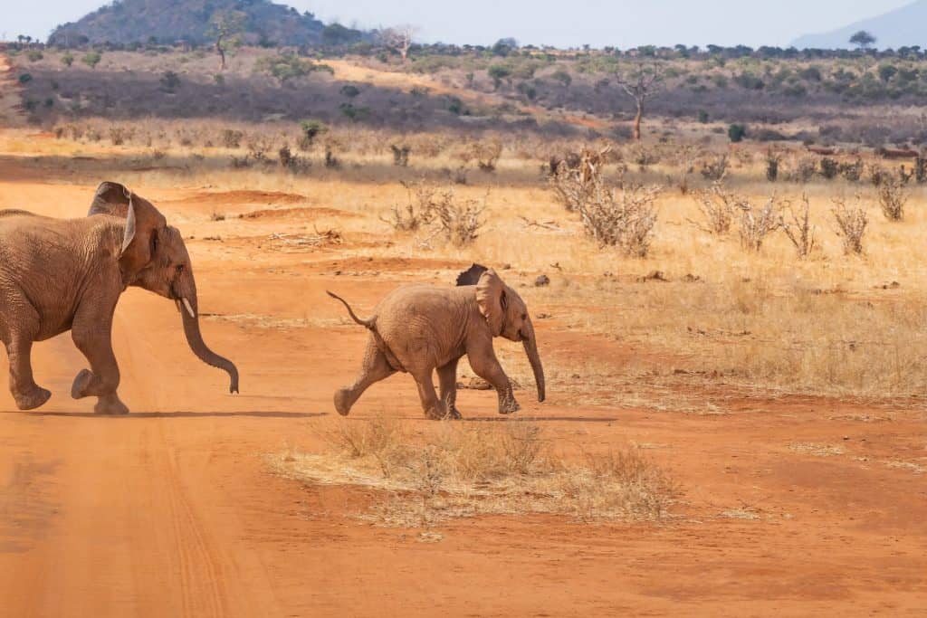 baby elephant playfully running