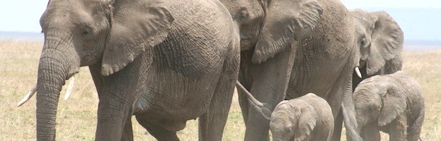 Elephant Social Structure