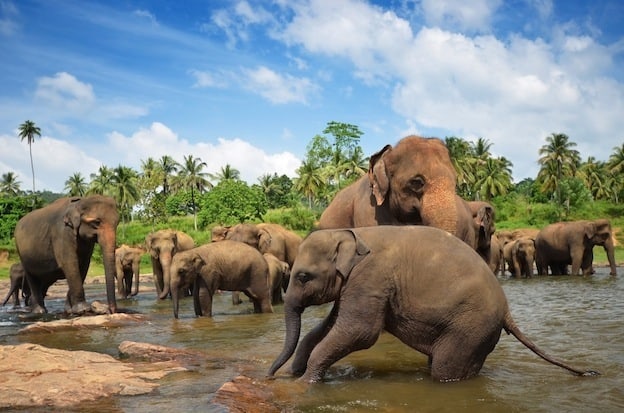 Elephant Social Structure