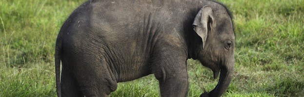 Types of Elephants | Elephant Facts and Information