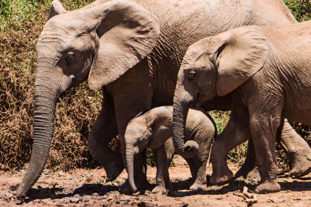 The Cutest Baby Elephant Pictures Ever - Elephant World