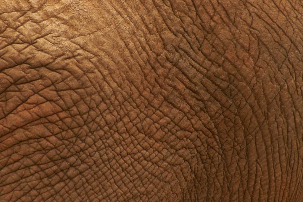 A close up of elephant skin