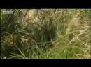 joven_elefante_comiendo_estiércol_video